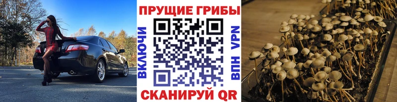 блэк спрут как зайти  Староминская  Галлюциногенные грибы Magic Shrooms 